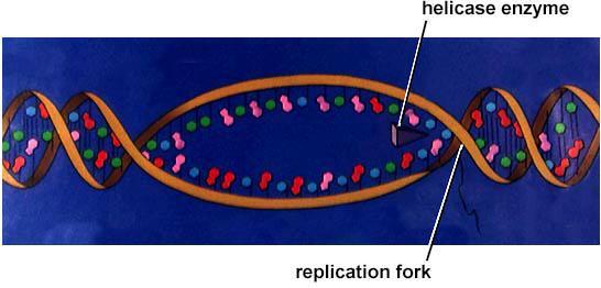 Replication: 1st step Unwind DNA helicase enzyme unwinds part of DNA helix