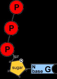 Energy of Replication The nucleotides arrive