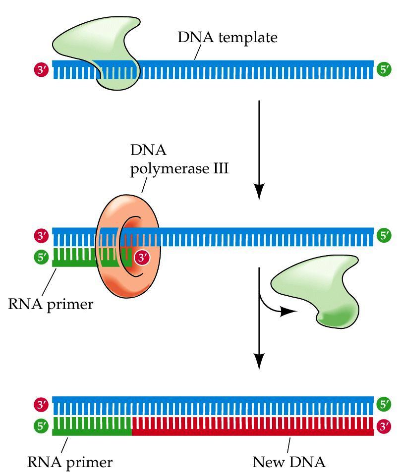 Priming DNA synthesis DNA polymerase III can only extend an existing DNA molecule cannot start new one cannot place first