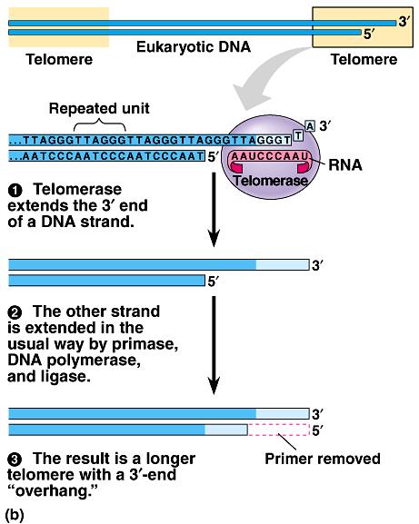 Telomeres Expendable, non-coding sequences at ends of DNA short sequence of bases repeated 1000s times