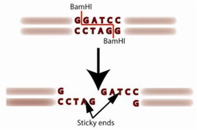 Genomic DNA Fragmentation