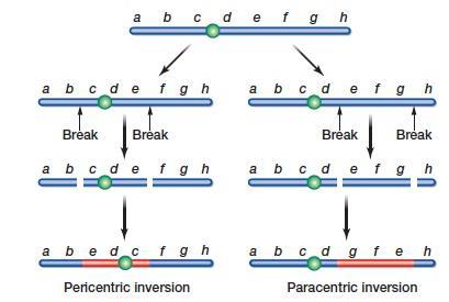 Inversions Change of orientation of a segment of DNA 2st 2j Distal Inverted regions Proximal Cen.