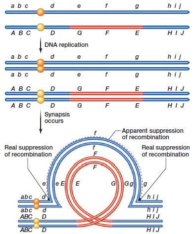 Effects and consequences of inversions Suppression of recombination Within