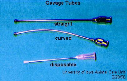 GAVAGE 14 Gavaging the Mouse Materials: Disposable gloves, gavage tubes, syringes (1-3 ml), injection article Maximum administration volume = 10 ml/kg (this equals 0.30 ml for typical adult mice) 1.