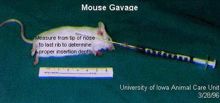 Restrain mouse (Refer to Restraint Technique II). 4. Place tip of needle in the rear of the mouse s mouth to induce swallowing. 5. Slide tip down back of mouth, moving tip forward in one fluid motion.
