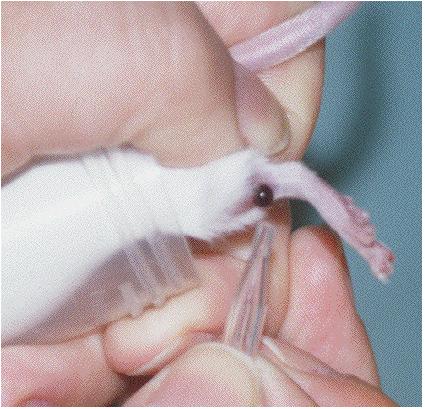 Restrain or anesthetize mouse. 2. Clip hair from lateral aspect of lower leg.