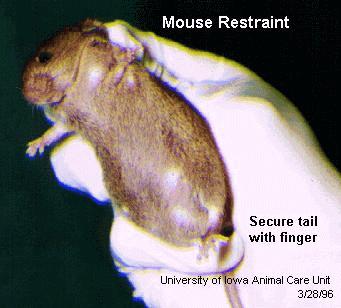 B C Mouse Restraint Technique II - For technical manipulation Materials: Disposable gloves 1. Grasp mouse near base of tail.