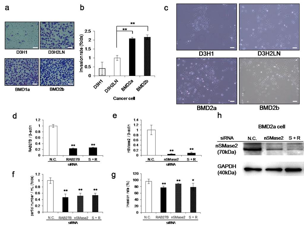 Supplementary Figure 2. Inhibition of EVs secretion decreased invasiveness of cancer cells through BBB. (a) Representative images of invading cells, including D3H1, D3H2LN, BMD2a, or BMD2b.