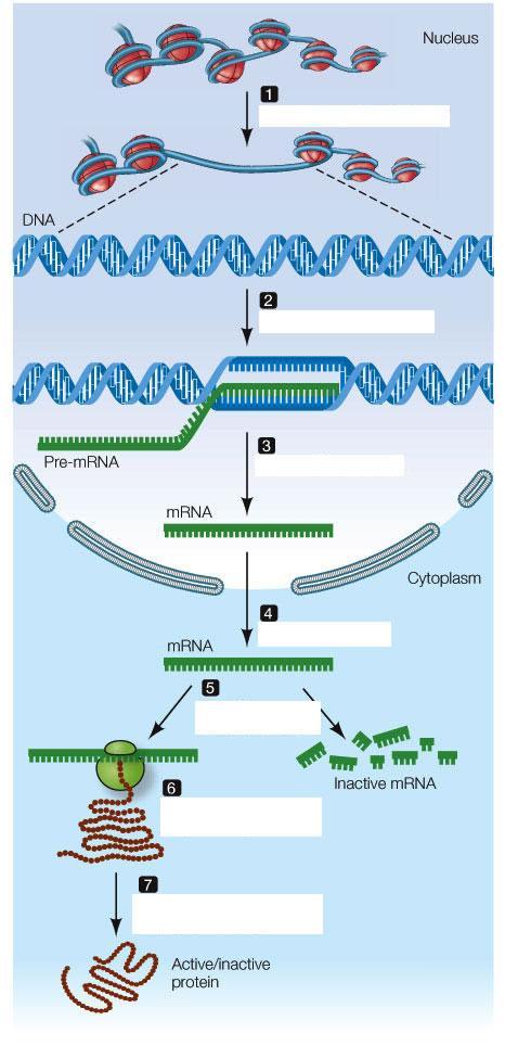 f. Activators g. DNA-binding domain 13.