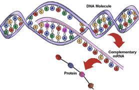 What is the essential vocabulary? RNA polymerase enzyme that binds to DNA and separates the DNA strands during transcription.