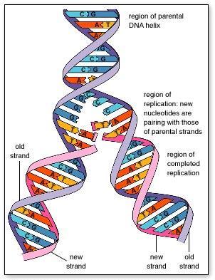Replication: in nucleus 1. Unzip DNA helix by breaking hydrogen bonds 2.