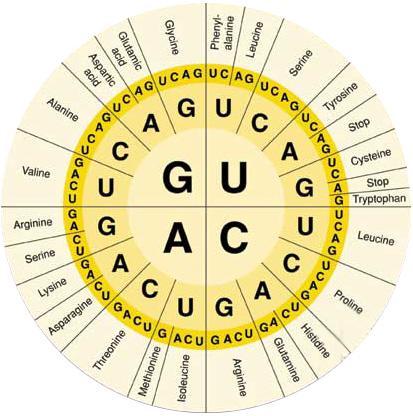 Use the information above to help complete the activity. Turn the DNA sequence into an amino acid chain. Also include the trna anitcodon. 1.