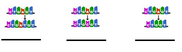Mutations NOTES Identify each type of DNA mutation: point, frameshit (insertion), frameshift (deletion) Which type of mutation (point or frameshift, causes more damage? Why?