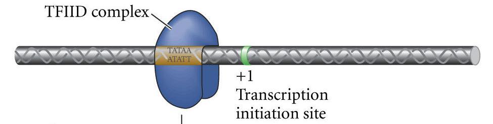 Eukaryotic Transcription Initiation Complex 1.