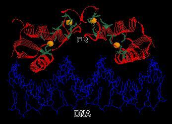 TF/DNA