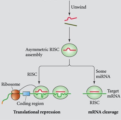 MicroRNAs mirnas complementary to part of one or many