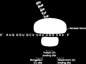 Translation - Termination Ribosome reaches one of THREE STOP CODONS - UGA, UAG, UAA Do not code for an amino acid, no corresponding trna s Protein
