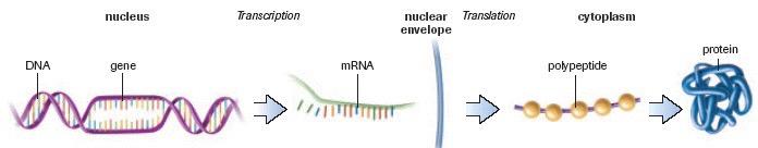 Gene Expression Central Dogma: 2 step process of transferring genetic information from