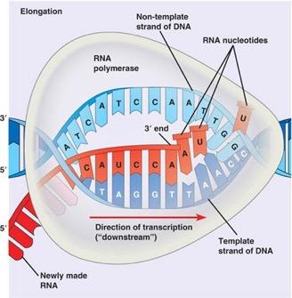 Transcription - Elongation DNA strand to be transcribed = template RNA polymerase moves along template strand of DNA and begins building