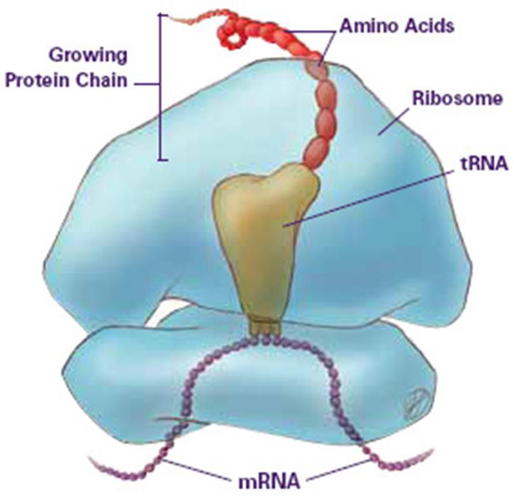 Translation Purpose: interpreting the genetic message from mrna and building a protein Involves