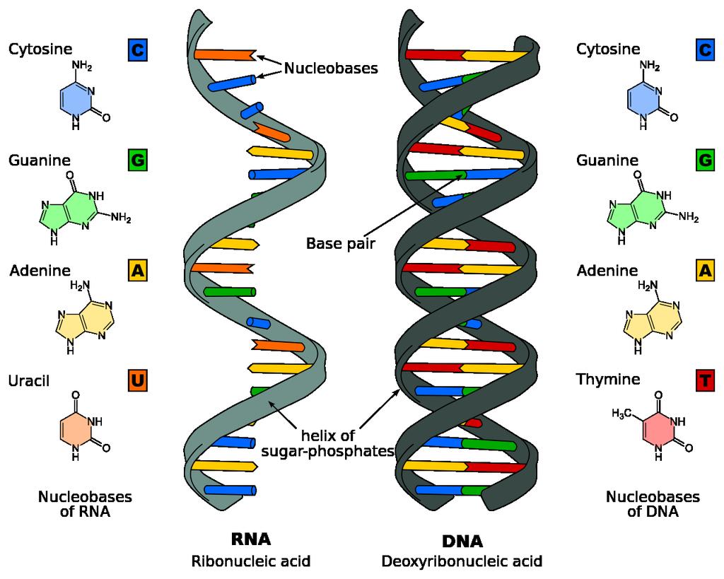 The Difference Between RNA & DNA RNA 1.