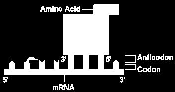 An mrna strand is divided into threenucleotide sequences called that have