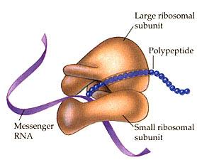 c. Polypeptide chain grows until ribosome