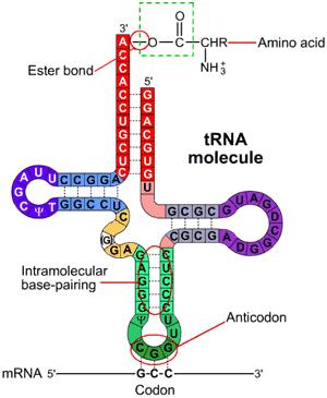Vocabulary Transfer RNA (trna) Type of RNA molecule that transfers amino acids to ribosomes during