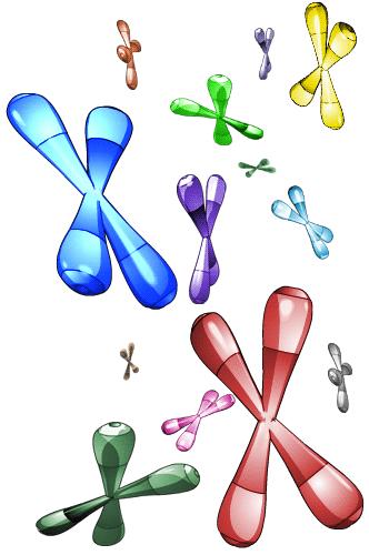 Types of Chromosomal Mutations " Inversion: a segment that has become separated from the chromosome is reinserted at the same place but in reverse; the position and sequence of genes are altered.