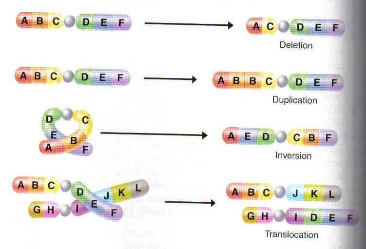 Examples of Mutations DELETION