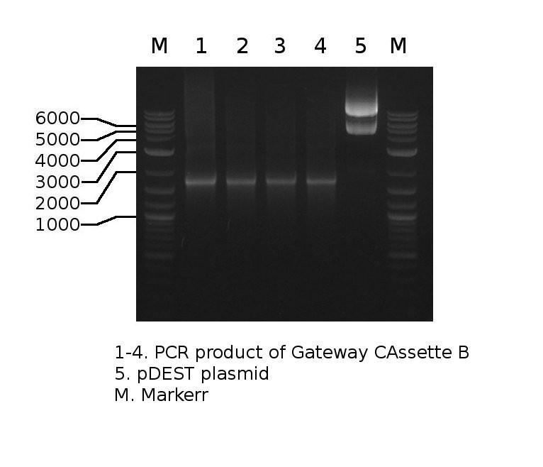 The CIP treatment is as the following: CIP treatment Plasmid (open+t4 treated) (86ng/ml) 50 2.6µg = 1pmol CIP 0.