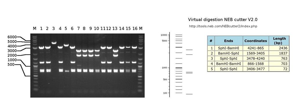 8. Ligate the Gateway cassette with the open plasmid using T4 ligase. Now is time to join the Gateway cassette and the plasmid. Try molar ratios of 1:1 and 1:3 (insert/vector).