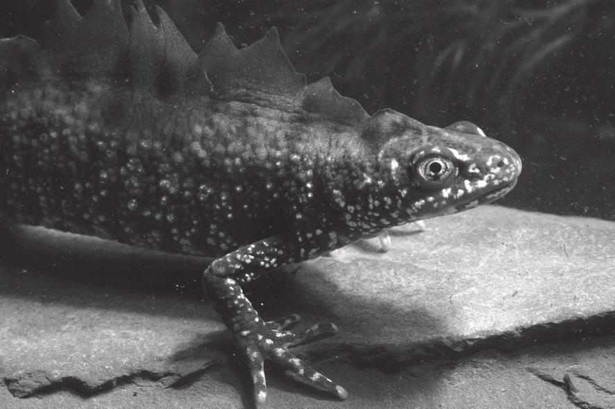 14 13 Look at the picture of a great crested newt. The great crested newt is endangered and needs protecting. Anyone found guilty of harming the newt is fined or sent to prison.