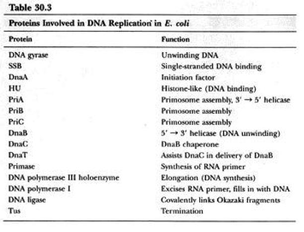 Bacterial DNA replication Summary: What problems do these proteins solve?