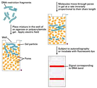 Gel electrophoresis separates DNA on the basis of size Agarose: big fragments (>300 bp) Acrylamide: smaller fragments, higher resolution Mobility