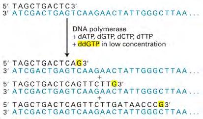 DNA sequencing by partial chain termination ddntps terminate the chain DNA sequencing by partial chain termination