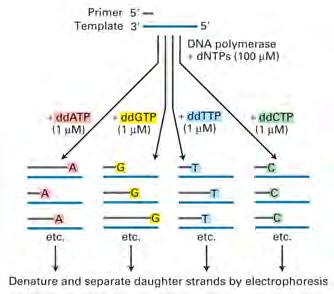 DNA sequencing by partial chain termination 1.