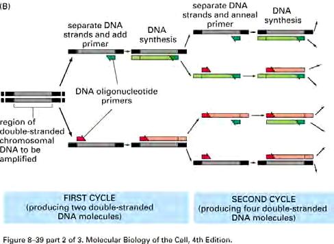 PCR (Polymerase Chain Reaction): isolate and amplify any DNA sequence Copies: