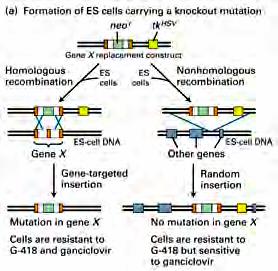 Gene replacement in mice -- make donor cells 1. Insert drug markers into genome of ES cells 2.