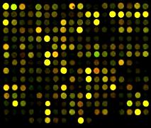 Microarrays detect expressed genes by hybridization Each spot has a different synthetic