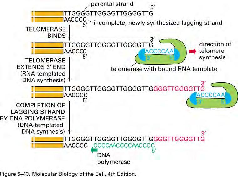 Telomere ssdna TER RNA