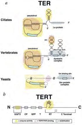 Conserved structures in TER and TERT Core secondary structures shared in ciliate and vertebrate telomerase RNAs (TERs). (Sequences highly variable.