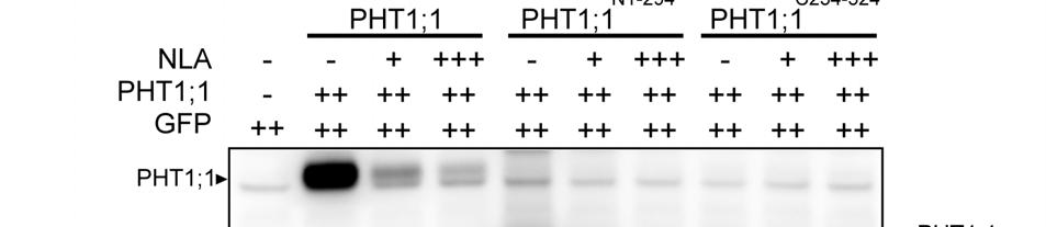 K276/279A,PHT1;1 K276/279/524A ) were resistant to NLA-mediated