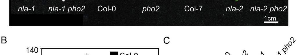 (A)The leaf phenotype of 19-day-old nla pho2 double and respective single