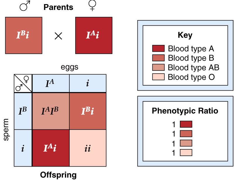 Blood Transfusions Blood can only be transferred to a body of a person who's immune system will "recognize" the blood. A and B are antigens on the blood that will be recognized.