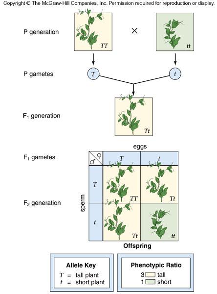One-Trait Inheritance Mendel performed cross-breeding experiments * Used true-breeding (homozygous) plants * Chose varieties that differed in only one trait (monohybrid cross) * Performed reciprocal