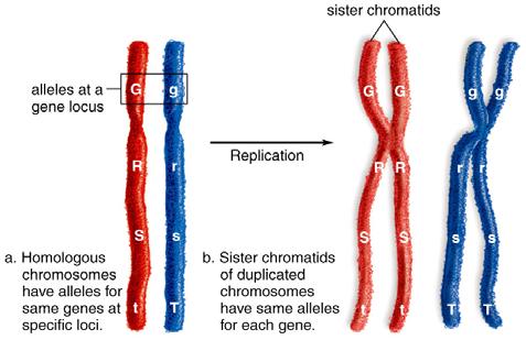 Homologous Chromosomes Genotype Versus Phenotype Genotype * Refers to the two alleles an
