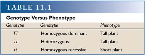 genotype is heterozygous Phenotype * Refers to the physical appearance of the individual
