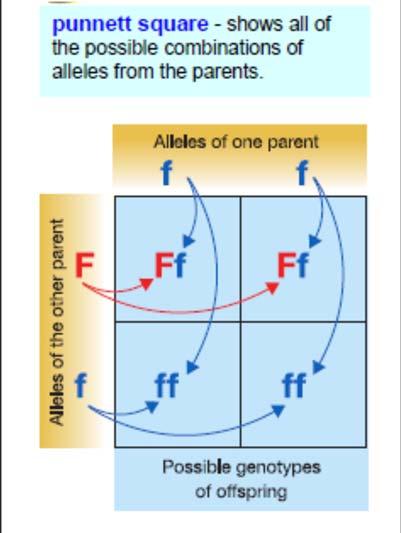 You can predict the possible genotypes and phenotypes of offspring if you know the genotypes of the parents. A Punnett square of Mendel s first cross.