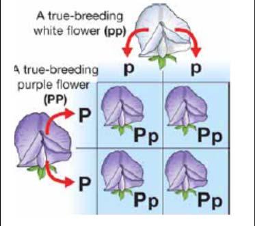 Since the purple flowered plant is true breeding, it has two dominant alleles. The genotype of the purple flowered plant is PP.